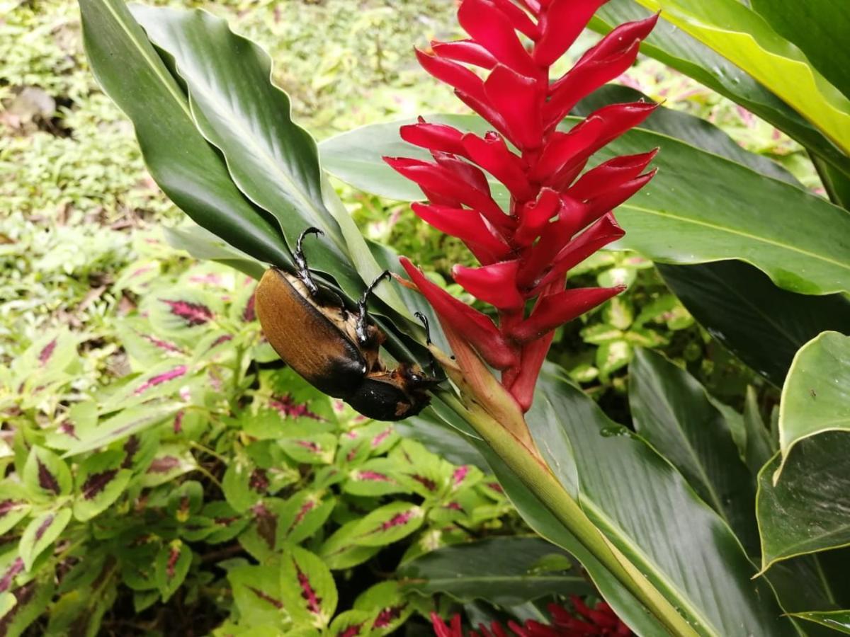 Cahuita Lodge Екстер'єр фото